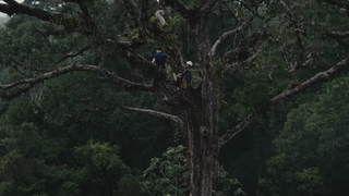 This Nonprofit Is Using Gunshot-Detection Tech to Fight Illegal Deforestation<em></em><em></em><em></em>